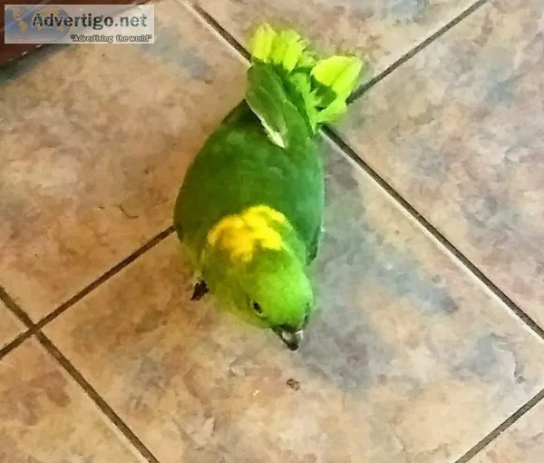 Yellow Nape Amazon