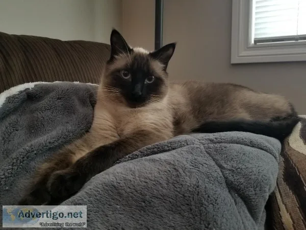 Seal point siamese cat 2 years old
