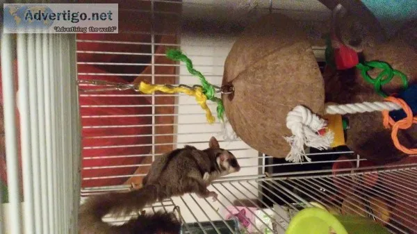 Sugar gliders for sale 2 bonded brothers