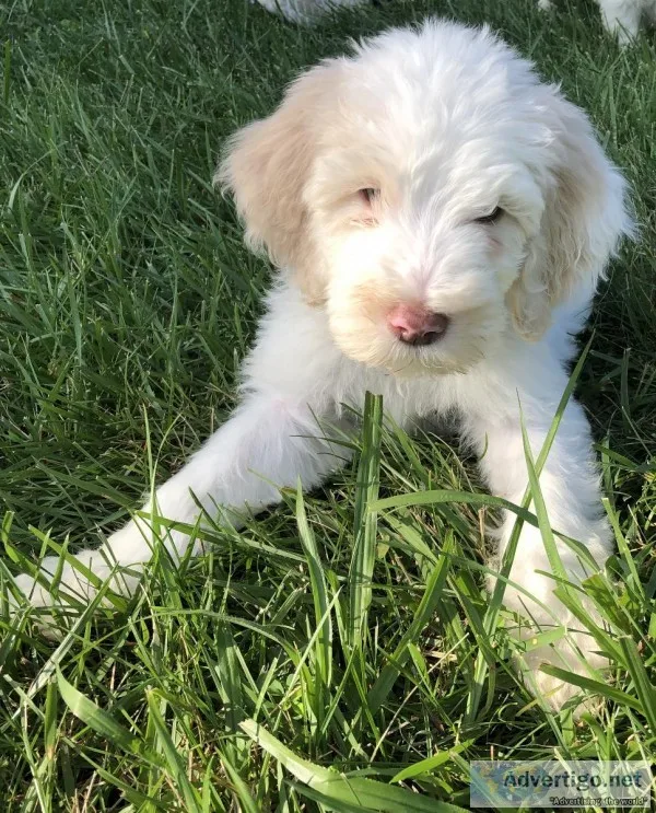 GOLDENDOODLES