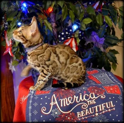 Bengal kittens