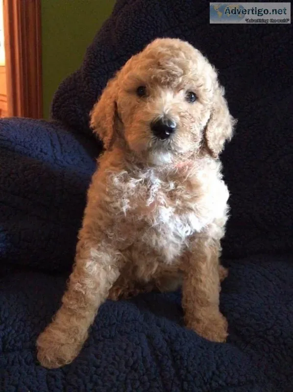 Goldendoodle f1b Puppies