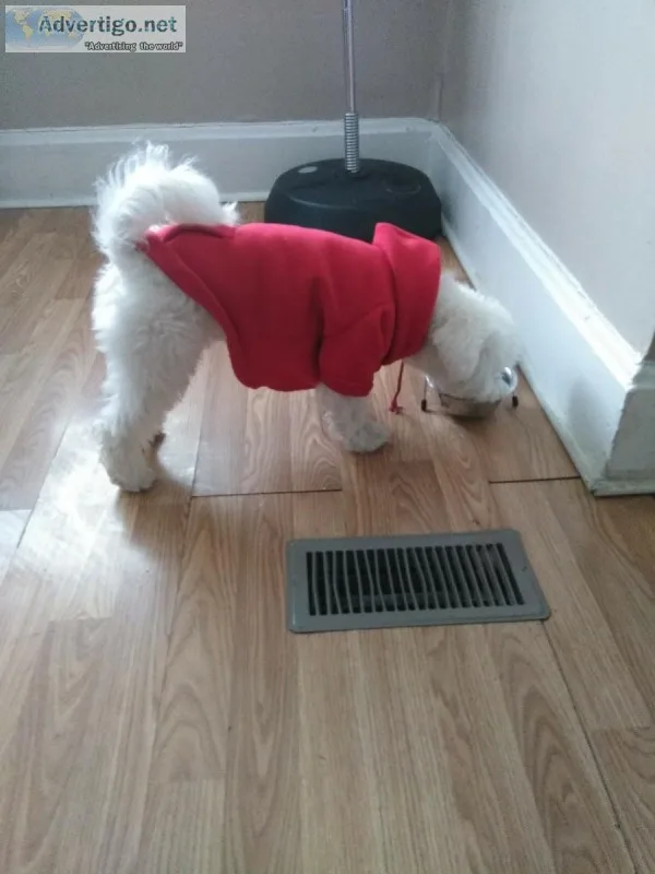 Bichon Frise