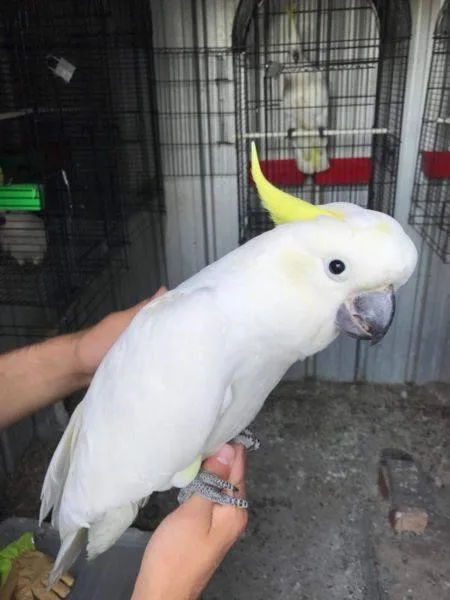 cockatoo birds is available