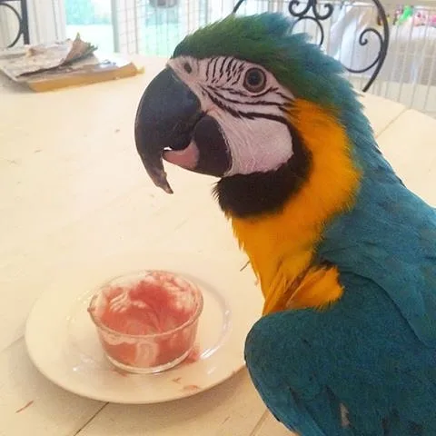 Macaws parrot for sale