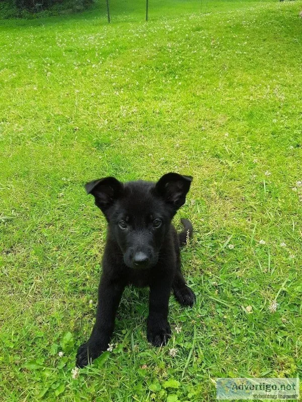 German Shepherd Puppies