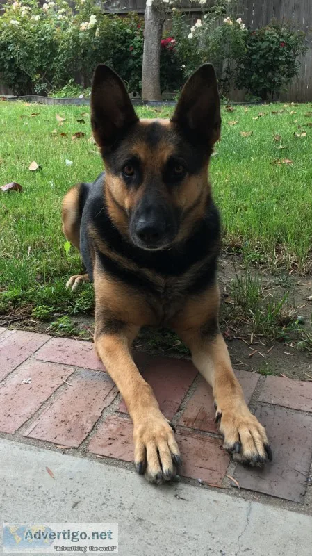 Well Trained Loving German Shepherd
