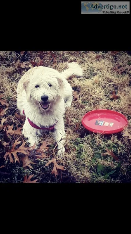 Labradoodle Puppies