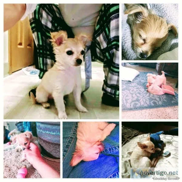 ADORABLLE LONG HAIRED CHIWAWA