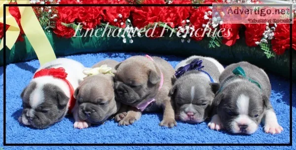 AKC French Bulldogs