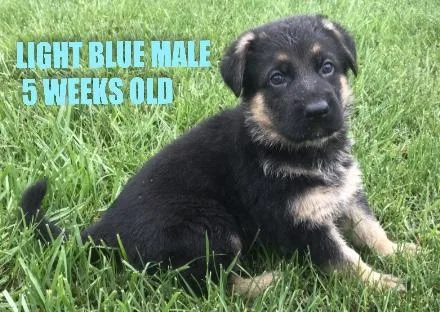 German Shepherd puppies