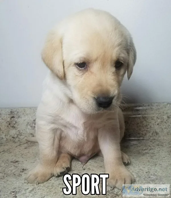 AKC ENGLISH YELLOW LAB MALE Pups