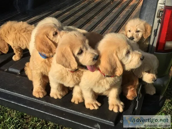 Labradoodle puppies