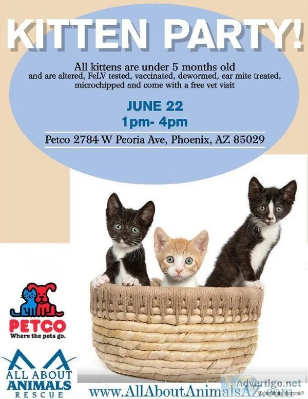 Kitten Party