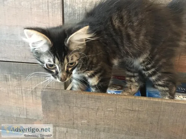 Kitten in need of forever home