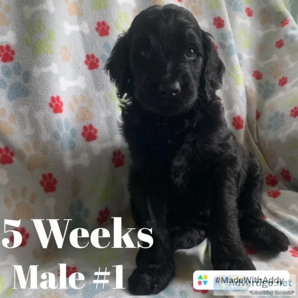 Labradoodles F2b males