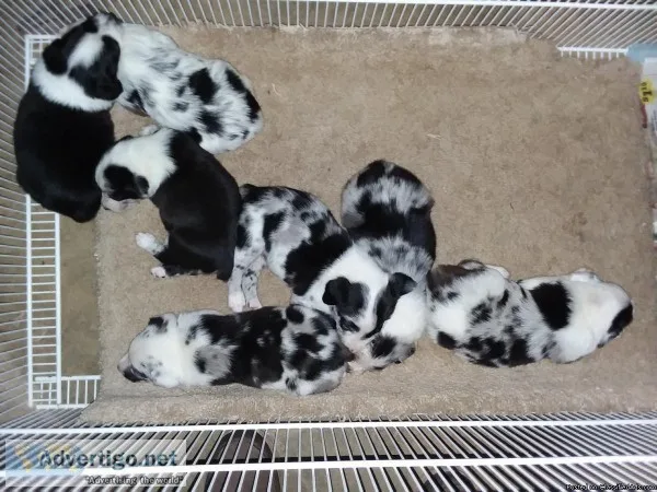 Texas healer pups for sale
