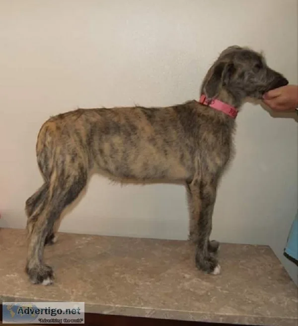 Irish wolfhound puppy