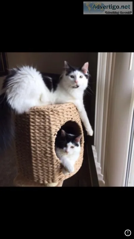 Two adult male cats (brothers)