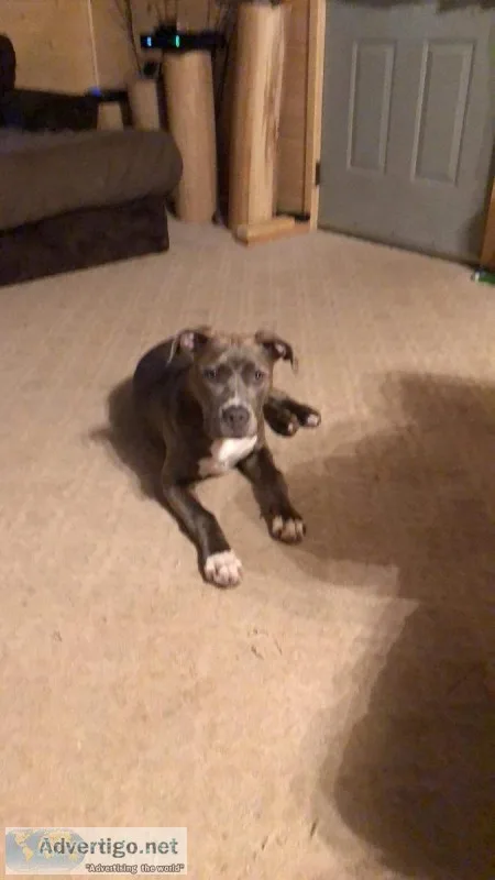 Six months old female blue pit brindle fixed and shots