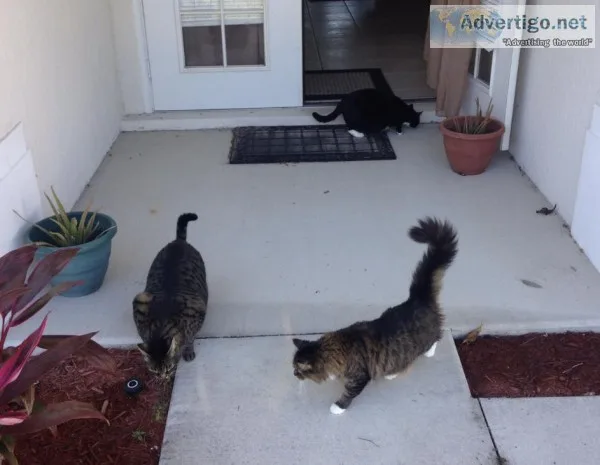 3 CATS FREE