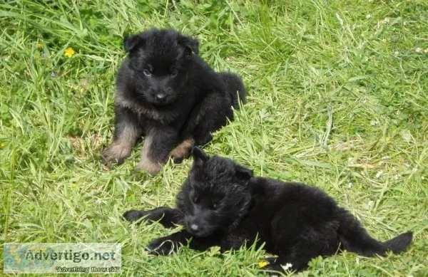 Stunning 5Pure Bred Black and Tan German Shepherd Puppies