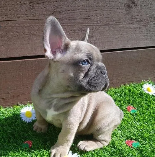 Stunning French Bulldog Puppies With Outstanding Personalities