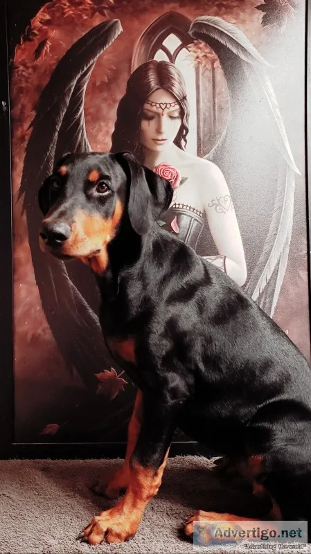Doberman pinscher puppies 