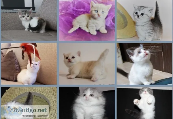 royal munchkin kitten available