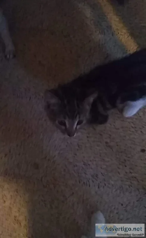 Free kittens