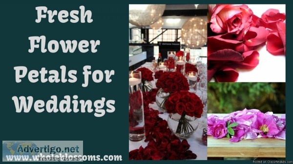 Get Flower Petals for Wedding at Affordable Price