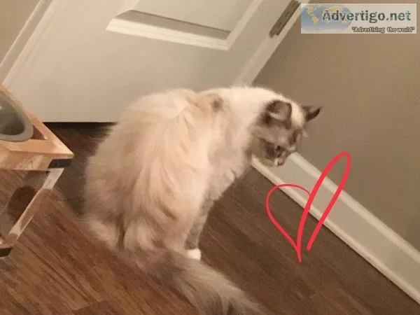 Female Ragdoll cat