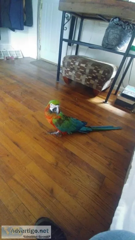 Harlequin Macaw