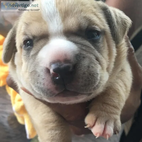 Female and Male Purebred American Bully Puppies