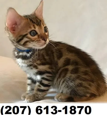 Bengal kitten Sweet and loving