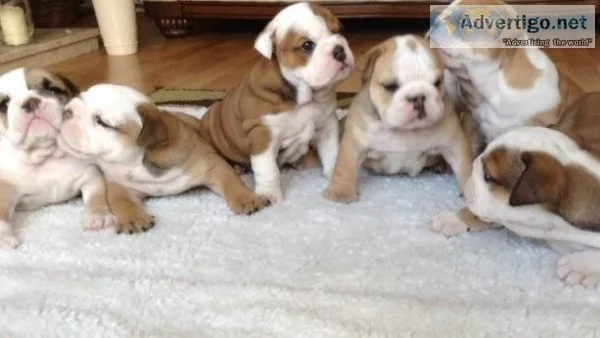 adorable Blue and Fawn French Bulldog puppies