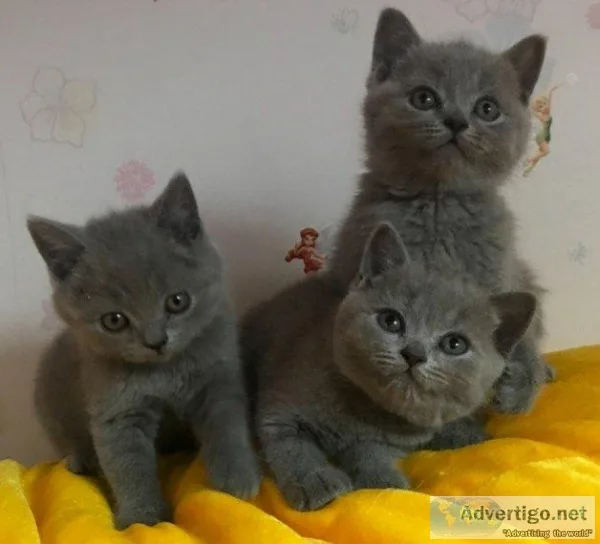 enjoyable Beautiful Blue British Shorthair Kittens