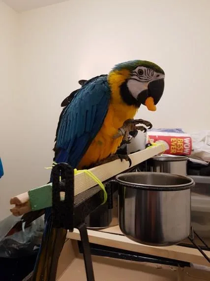 2 Years Macaw And Cage