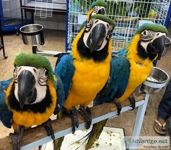 Macaw Parrots...