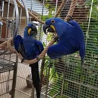Hyacinth Macaw Parrots.