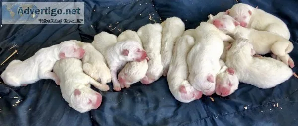 Great Pyrenees Puppies