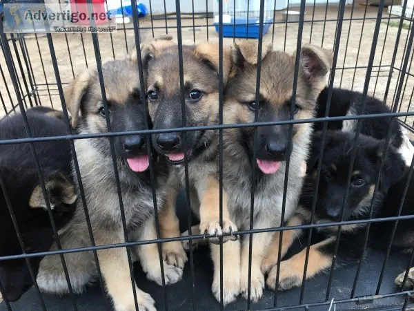 AKC GSD