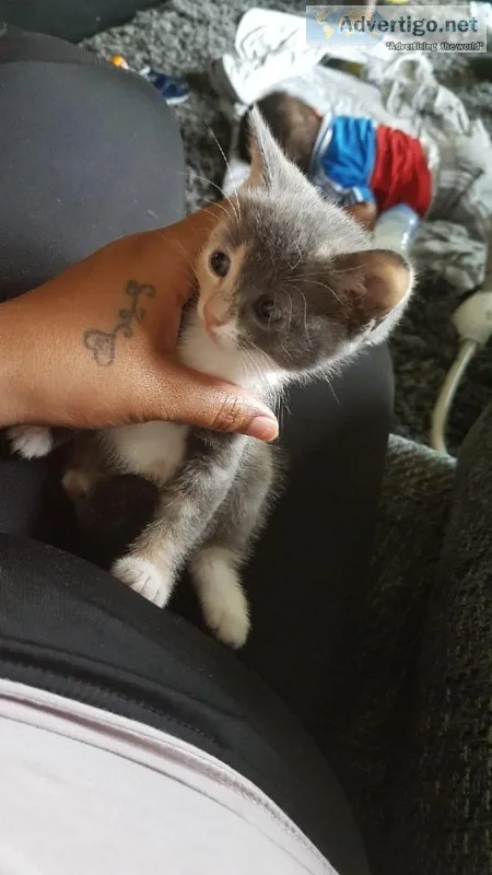 Kittens
