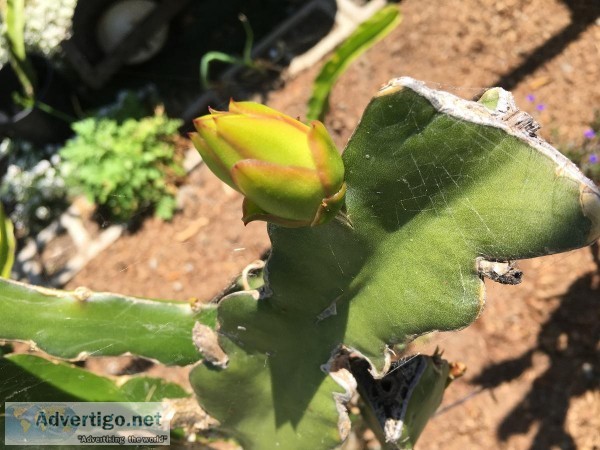 Dragon Fruit plant