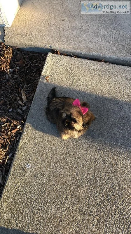 Female Yorkie Shih Tzu