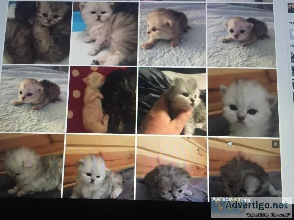 Kittens persians