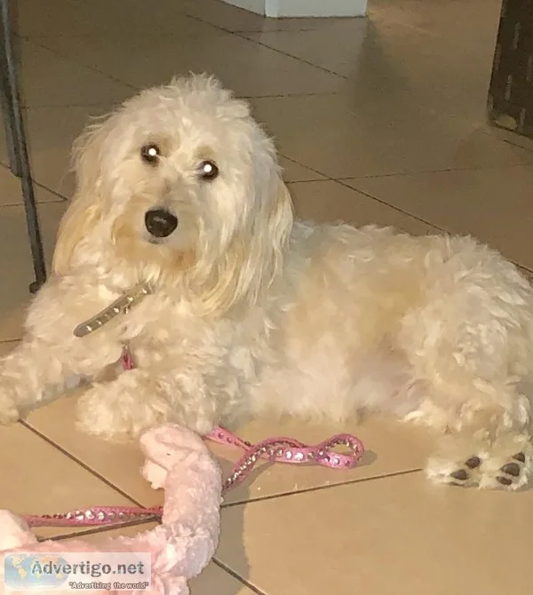Beautiful Cream Mini Goldendoodle For Sale