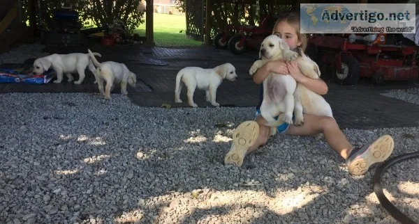 AKC Reg Lab Pups