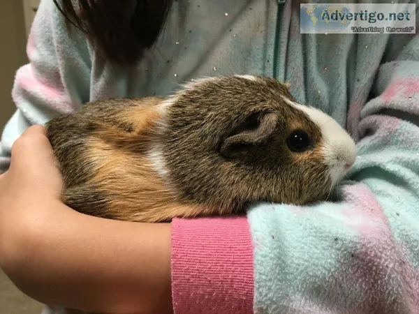Pair of Guinea Pigs Available