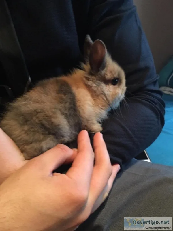 Fluffy bunnies for sale